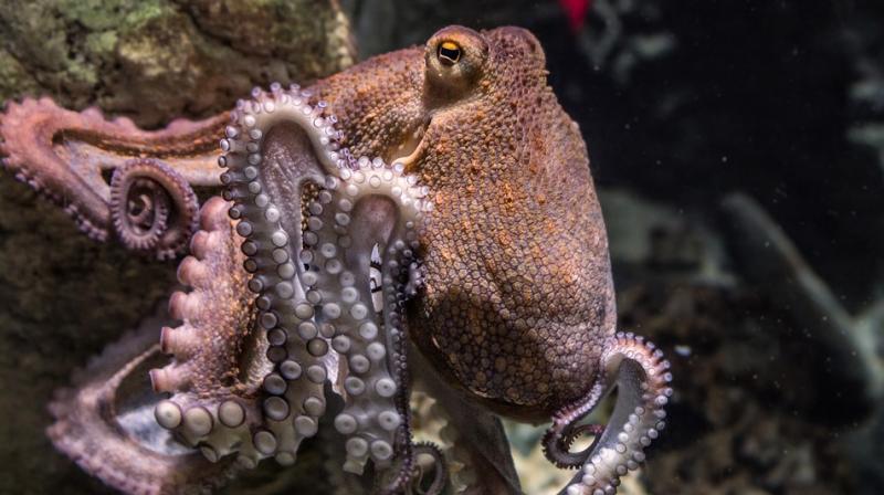 The fisherman who had caught him said he would be using a new octopus, Rabio Jr, to predict Japans results for the rest of the World Cup. (Photo: Pixabay)