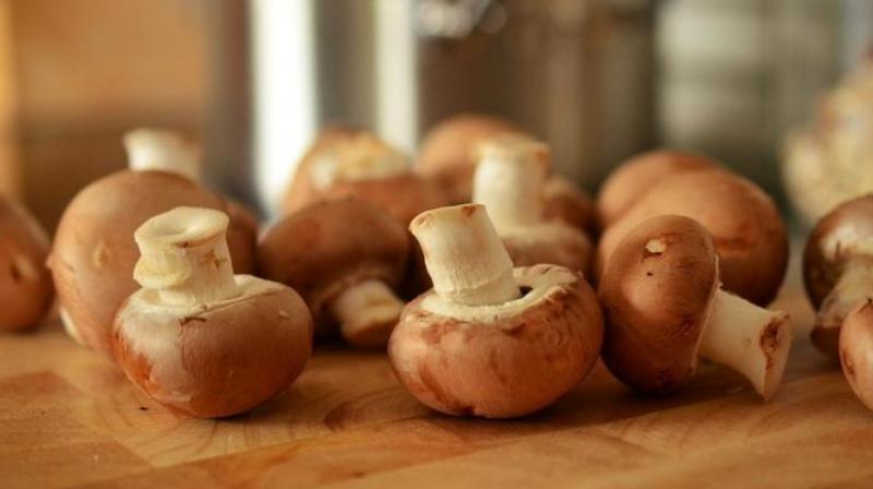 Mushrooms are rich in Vitamin D and B, so they are good for bones and for improving metabolism, but the link to brain activity is not so clear.