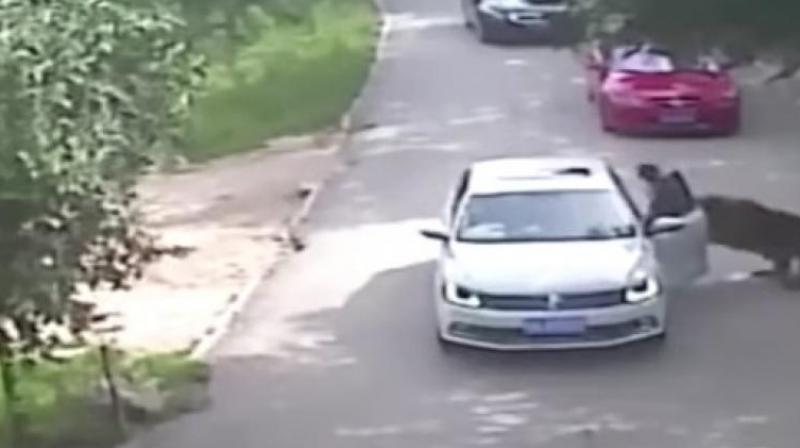 A tiger quickly attacked her and dragged her off, prompting the second woman to leave the vehicle in an attempt to help. (Photo: Youtube grab)