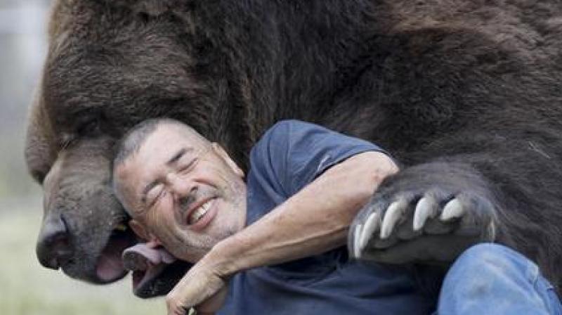 Jim Kowalczik plays with Jimbo, a 1500-pound Kodiak bear, at the Orphaned Wildlife Center in Otisville, N.Y. (Photo: AP)