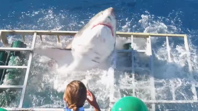 The great white shark suddenly broke into the cage when biting a line on which a piece of tuna was fixed. (Credit: YouTube)