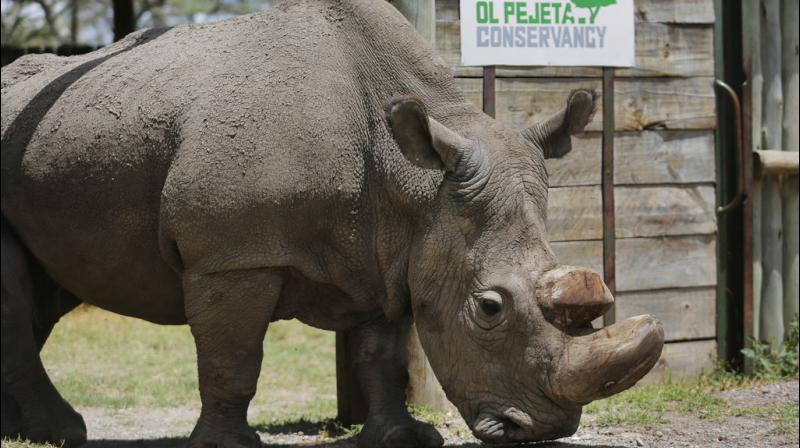 In Photos: The last male northern white rhino Sudan