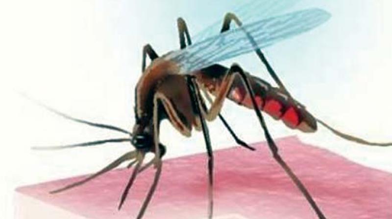 There is an abrupt rise in cases of dengue here with as many as 256 confirmed cases, which is second only to Bengaluru.