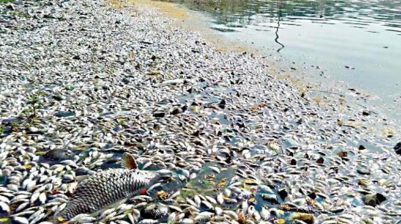 About 5,000 fish, belonging to the exotic Tilapia species that lives in the deeper parts of the fresh water bodies, were found dead at the Mahbubsagar in Sangareddy district over the weekend. (Representational image)