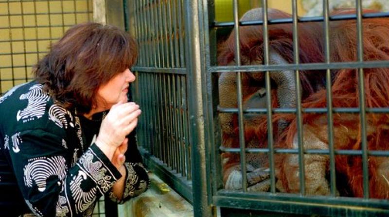 In this Nov. 24, 1997, file photo, researcher Lyn Miles signs to Chantek the orangutan at Zoo Atlanta in Atlanta. The zoo says Chantek died at the age of 39 on Aug. 7, 2017. (Photo: AP)