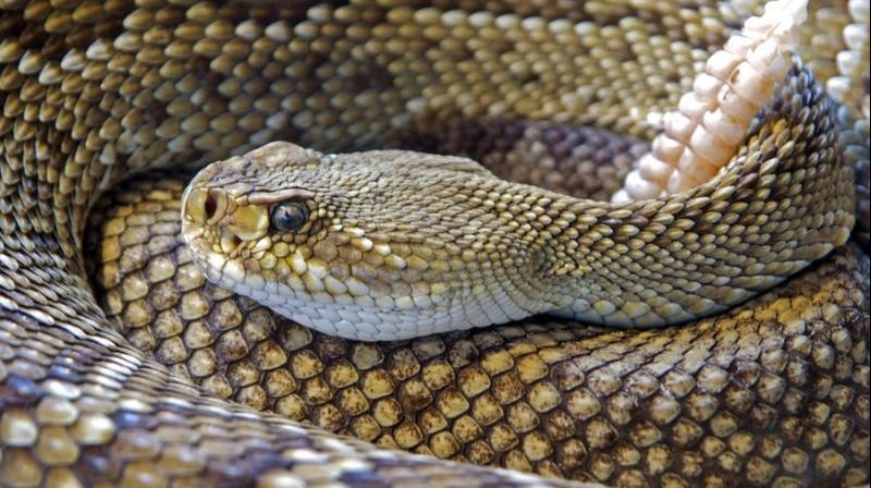 cientists have identified a new type of barred snakes.