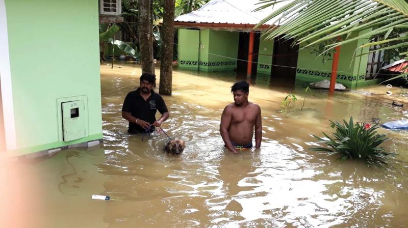 Good samaritans helping a dog stranded in flood.