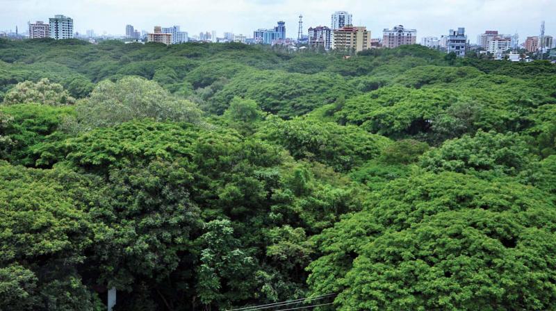 An aerial view of Mangalavanam, a bird sanctuary in the heart of Ernakulam City near Marine Drive, surrounded by high rise builders.  (Photo: DC)
