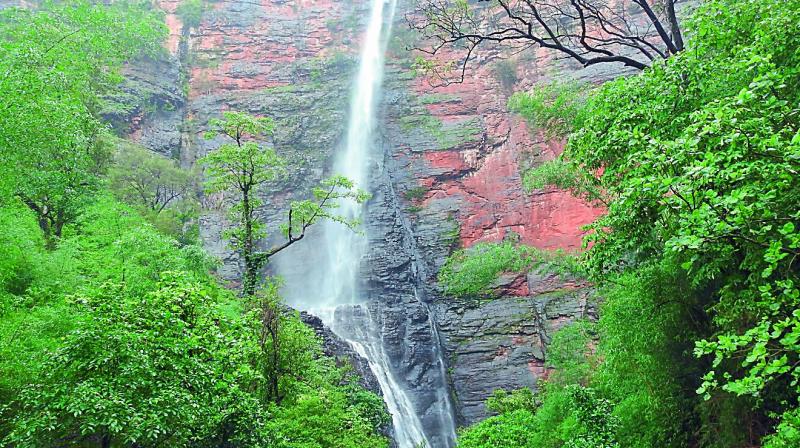 Water falls from a great height at the Gaddalasari waterfall in Jayashankar Bhupalpally district. According to Dr Dyavanapalli Satyanarayana, an explorer, the height of the waterfall is about 700 feet.
