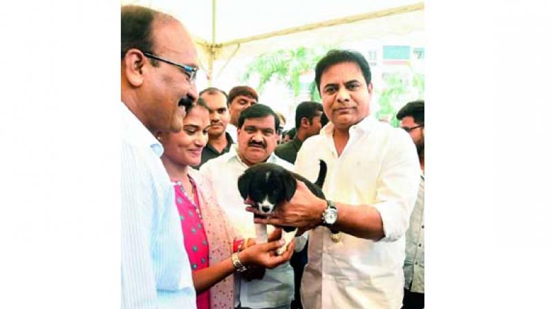 K.T. Rama Rao holds a puppy.	(Image: DC)