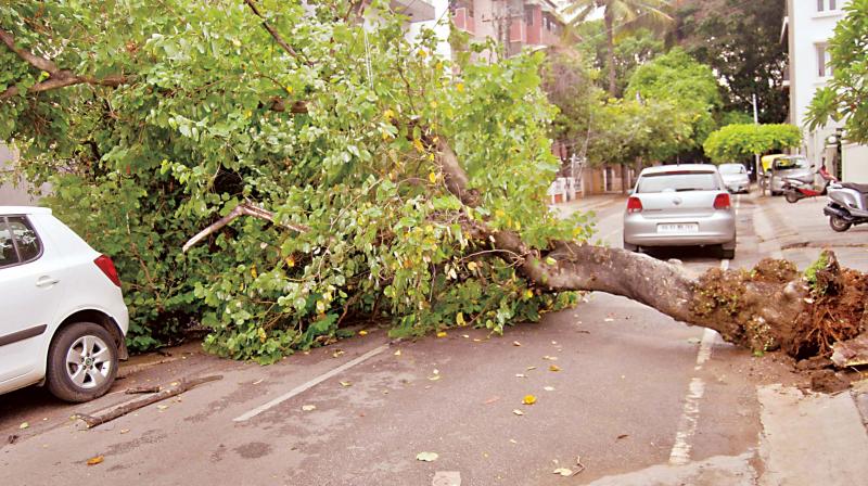A file photo of a tree fall in city 	(Image: DC)