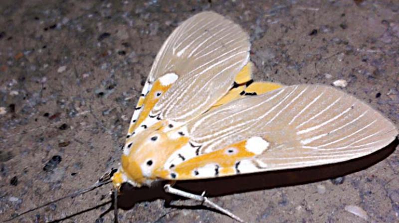 A Tiger moth