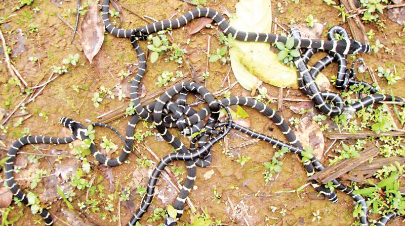 Tiny King Cobras which emerged out of the nest in Krishnamurthys areca plantation at Kanagalu in Thirthahalli on Wednesday. (Photo: DC)
