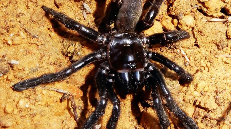 This picture taken on January 1, 2016 and released by Curtin University on April 30, 2018 shows the worlds oldest known spider which has died at the ripe old age of 43 after being monitored for years during a long-term population study in Perth, Australia. (Photo: AFP)