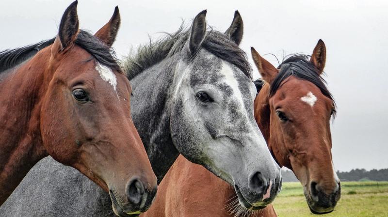 Researchers say horses can recognise human facial expressions. (Photo: Pixabay)