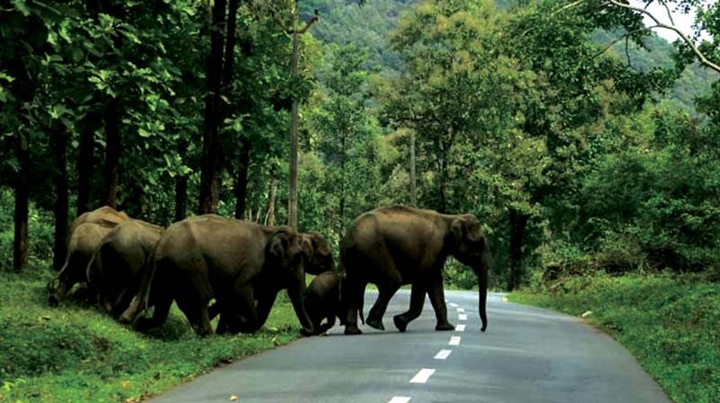 A file photograph of an elephant herd crossing the NH 212 at Muthanga in the Wayanad wildlife sanctuary.