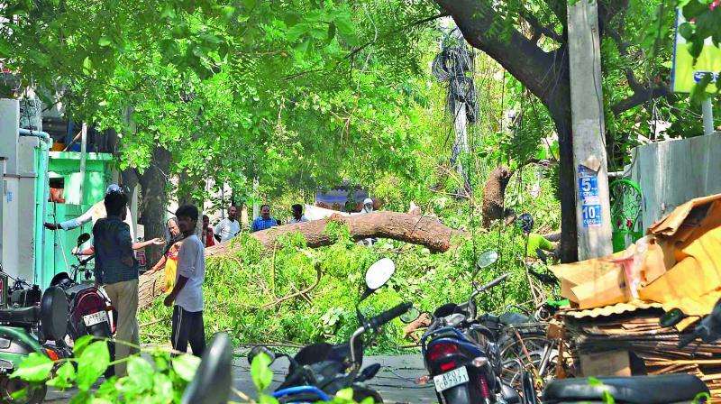 The trees which fell due to gales were not removed by the GMC at Cobaltpet in Guntur on Wednesday.  (Photo: DC)
