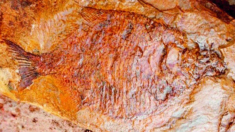 The tree fossils were of coniferous species going by the outer layer of the bark. Apart from dinosaurs, fossils of reptiles, fish and micomammals are also seen. (Photo: DC)