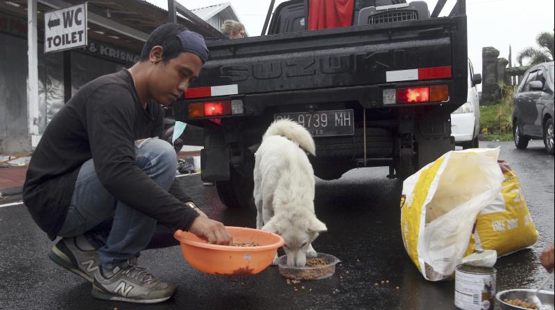 A volunteer from the Bali Animal Welfare Association feeds dogs abandoned in Karangasem, about 9 kilometers (5.6 miles) away from the Mount Agung volcano, in Bali, Indonesia. (Photo: AP)