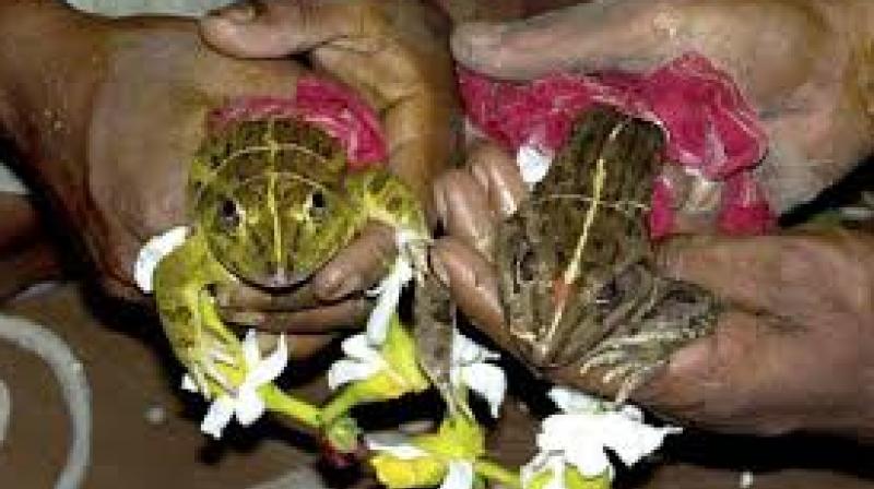 Thimmappa, an octogenarian from the Rolla area, said that the marriage of frogs was a part of the tradition of Anantapur district and the surrounding areas of Karnataka.