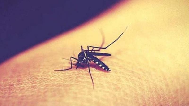 Residents of Jiaguda, Karwan, Langarhouse, and Hashim Nagar are faced with a never-ending mosquito menace.