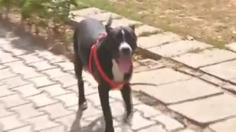 Unable to trace it on their own, the desperate owners filed a police complaint, but the canine, belonging to the ferocious American breed, reappeared on the doorstep of the judges house on Monday. (Photo: ANI/Twitter)