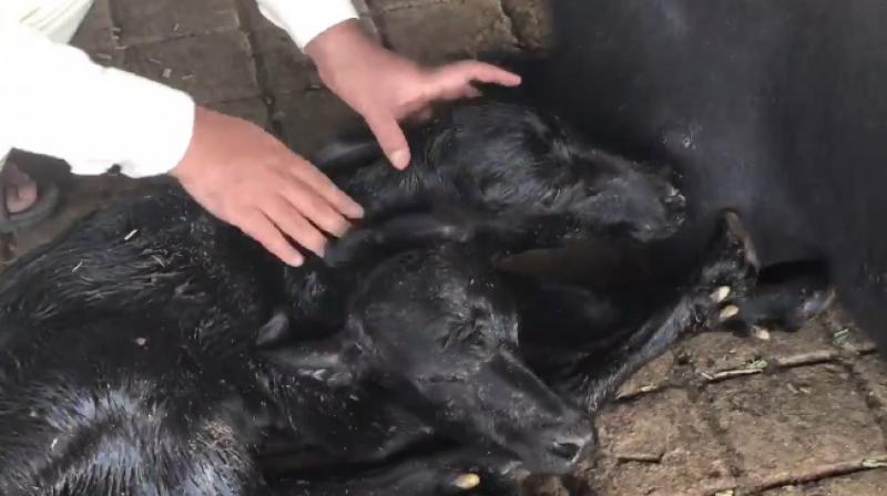 The calf is too weak to lift two heads and is fed by a bottle (Photo: Facebook)