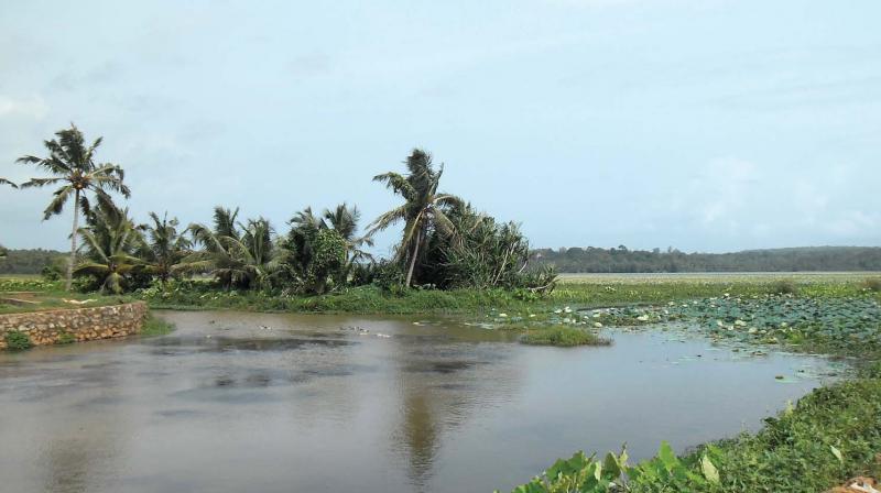 A file picture of the mouth where Pallichal canal meets Vellayani lake. From here it takes a turn towards Madhupalam and the 2.5 km stretch is known as Kannukali canal.