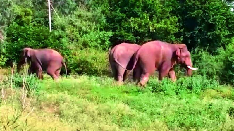 Elephant herd at AP - Karnataka border on Friday.