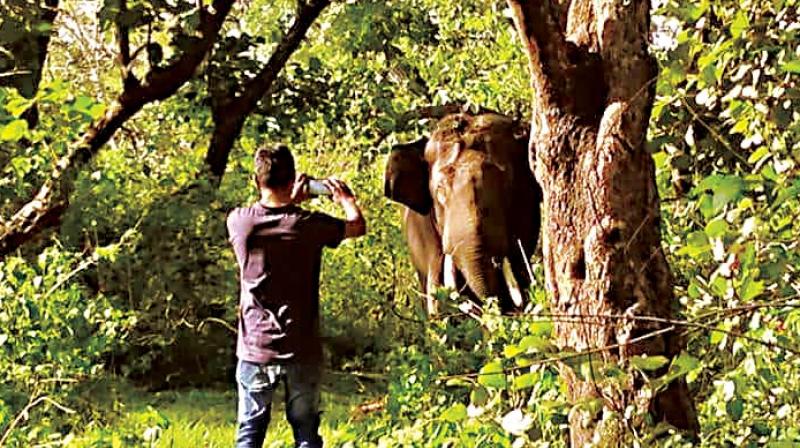 An unidentified youth gets adventurous and risks his life to get a close up shots of a grazing tusker in Bandipur National Park, a couple of days ago