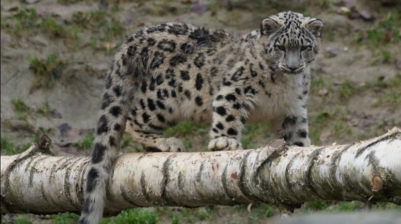Only a fraction of snow leopard habitats in the state falls into two protected areas--Dibang Biosphere Reserve and Namdapha National Park. (Photo: Pixabay)