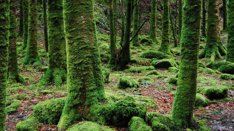 Eating moss can have various health benefits. (Photo: Pexels)