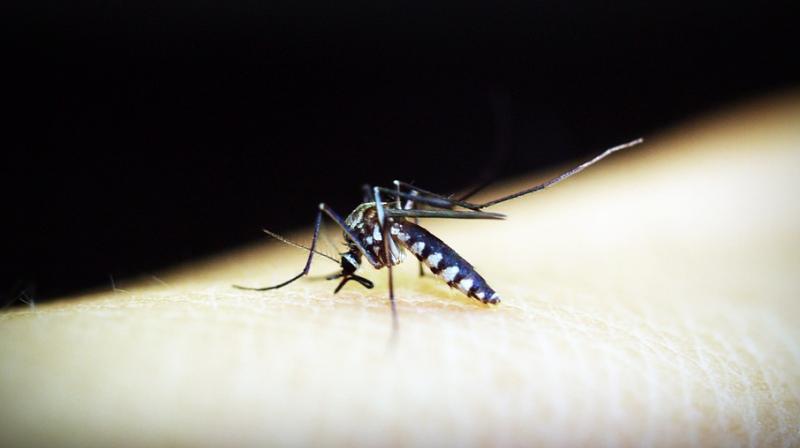 World Malaria Day is observed on April 25. (Photo: Pixabay)
