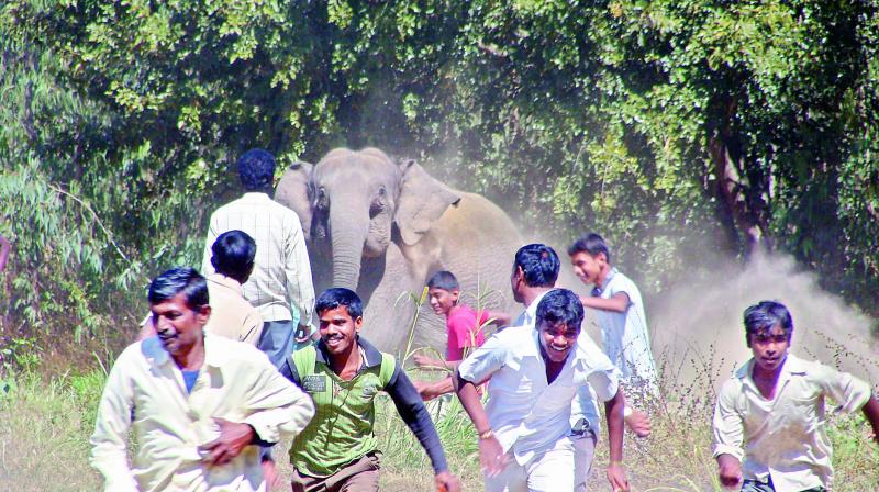 Suddenly, we find ourselves too often right in front of wild animals. In the 1980s, some 150 people died every year as a result of man-elephant conflicts. In recent years, that figure has risen to about 500 a year.