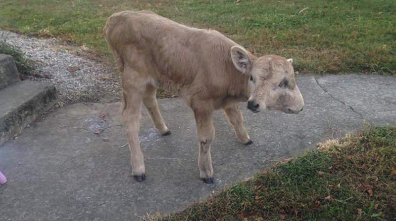 The McCubbin family in Taylor County had been trying to raise $500 for a scan to see if the calfs cleft palate could be repaired. (Photo: AP)