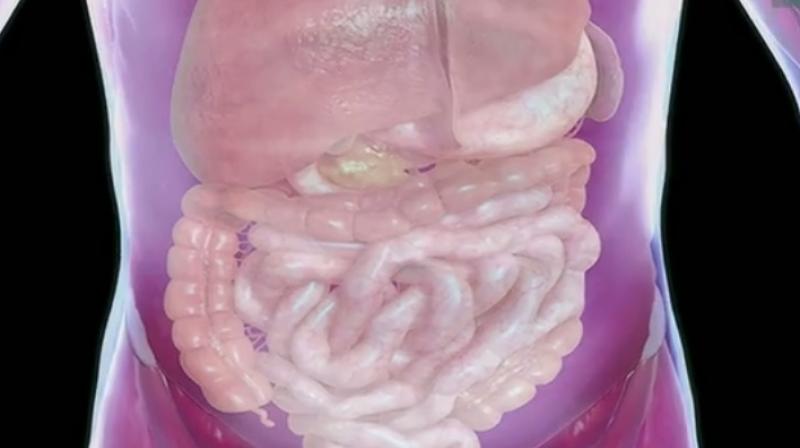 The mesentery, which connects the intestine to the abdomen, had for hundreds of years been considered a fragmented structure made up of multiple separate parts. (Credit: YouTube)