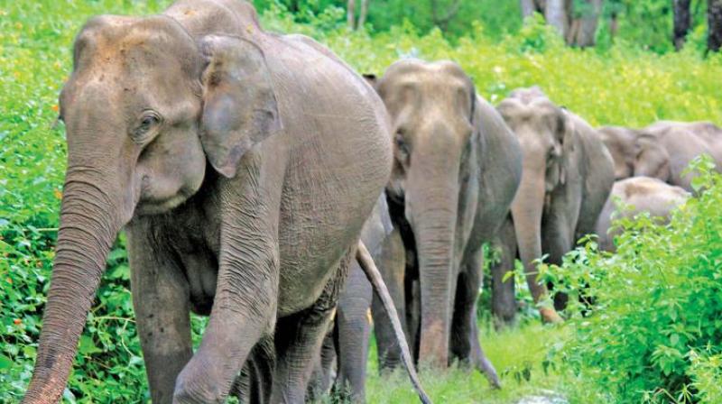 According to forest sources, a female elephant along with its calf has camped at the foothills of Marudhamalai temple for more than a week.  (Representational Images)