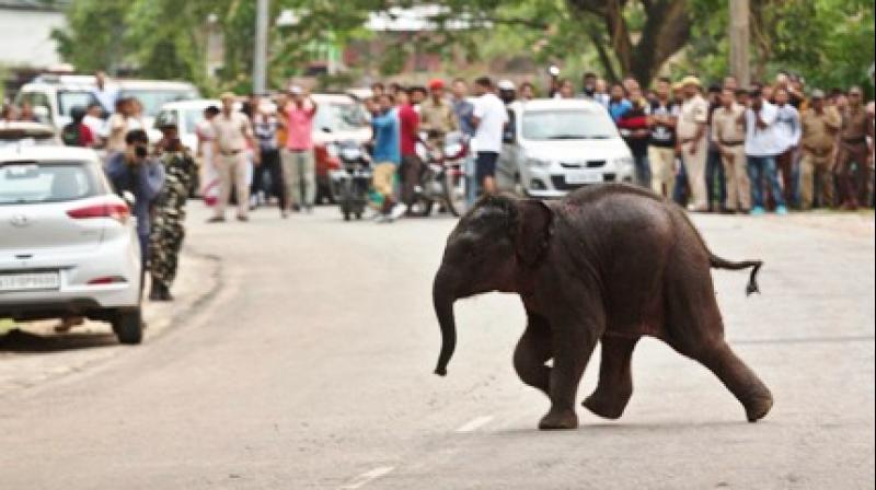 Elephant rescue operation: Story narrated through pictures