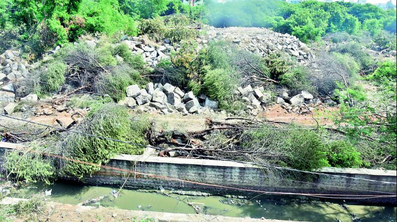 Lines of fallen trees that were cut down at Durgam Cheruvu. 	(Photo: DC)