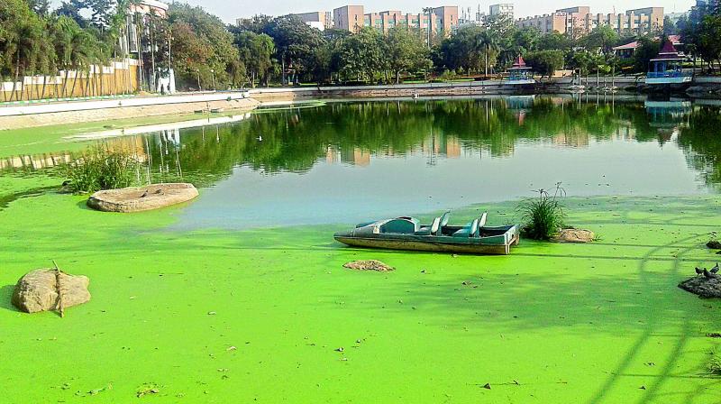 A boat stands amidst algae at the Vengal Rao Park. The algae has not been cleared for months.  (Photo: DC