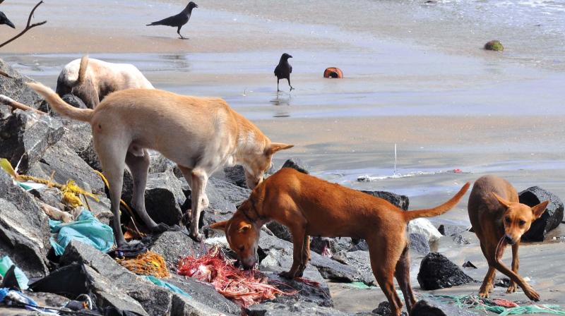 Dogs seen eating slaughter house waste on the beach on Tuesday