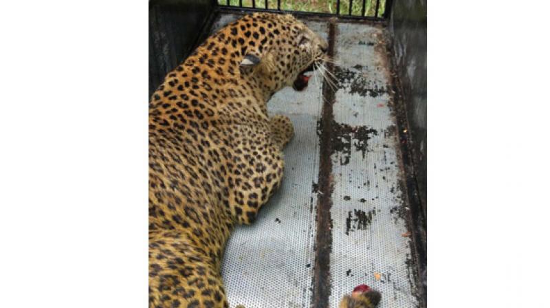 The 10-year-old leopards tail and face were bleeding, with the forest authorities giving scant regard to it while it was in their custody for more than three months.