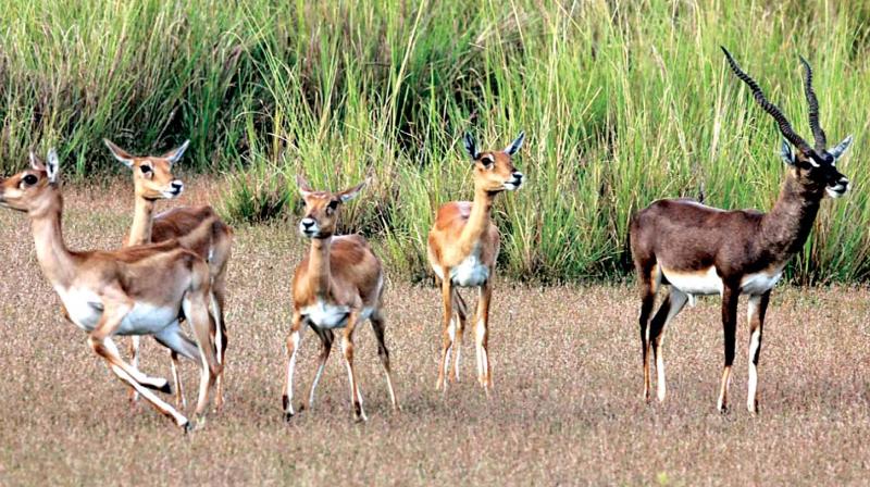Wildlife enthusiast K. Karthick urged authorities to focus on geo mapping of the forest areas and document the wildlife diversity of such areas so that these areas can be protected from land development activities.