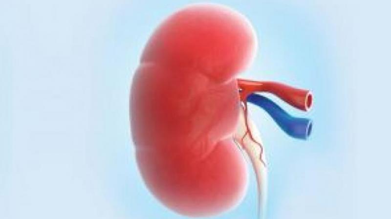 The racket came to light after Apollo Hospitals in Hyderabad lodged a complaint with the city police, stating that they were not running any such campaign for kidney donors and their name was being used to trap victims.  (Representational image)