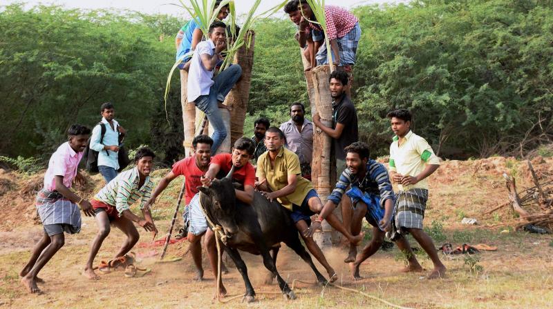 A group of people are seen participating in Jallikattu despite ban on such sporting events at Karisalkulam village in Madurai. (Photo: PTI)