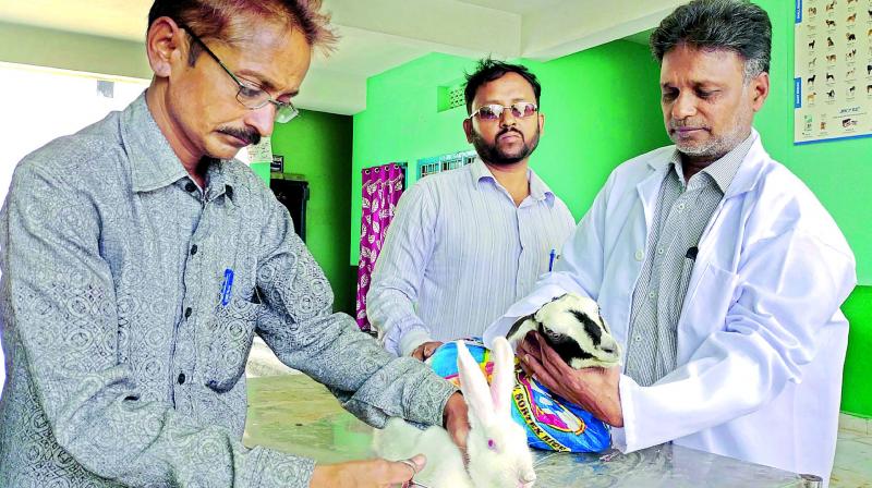 A veterinary doctor treats a  rabbit at the government hospital in Old City on Thursday.