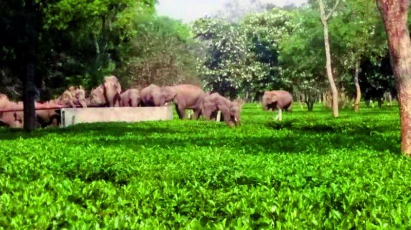 Elephants in Assam have been facing a number of challenges to their existence as tea has eaten into much of their habitat.