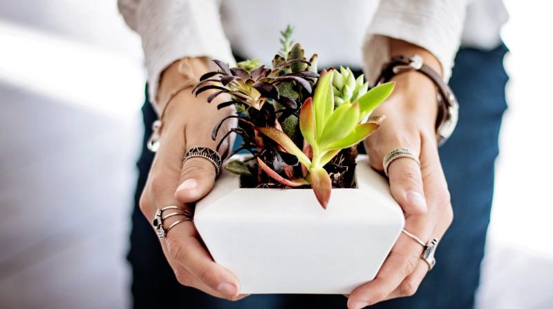 Expert reveals 5 indoor plants that can help reduce anxiety. (Photo: Pexels)