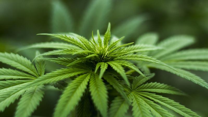 CBD boom forces marijuana growers to diversify with hemp. (Photo: Pixabay)