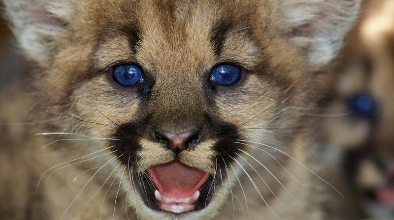 Pumas, long known as solitary carnivores, are more social animals than previously thought. (Photo: Pixabay)